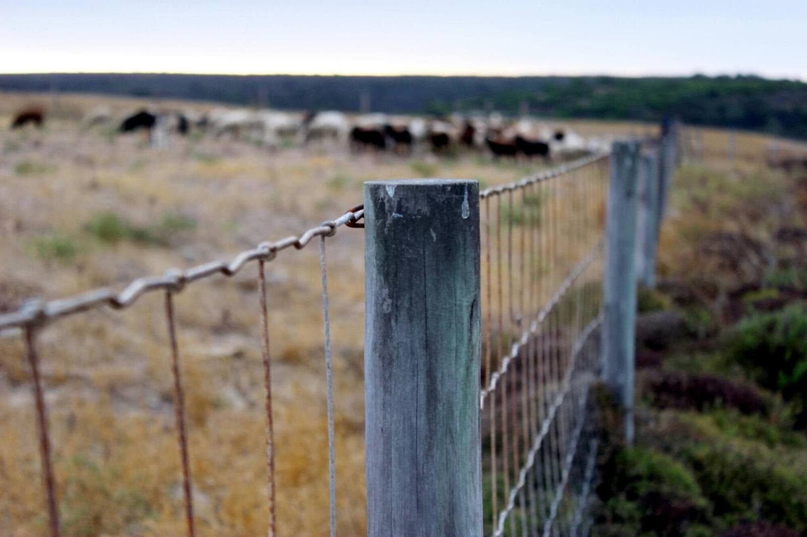 Wooden farm fence with cattle in the distance